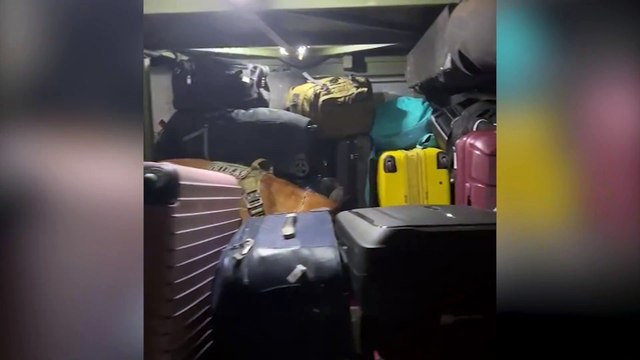 Cão Ollie localiza haxixe em ônibus na BR-277 e passageira é detida pelo BPFron