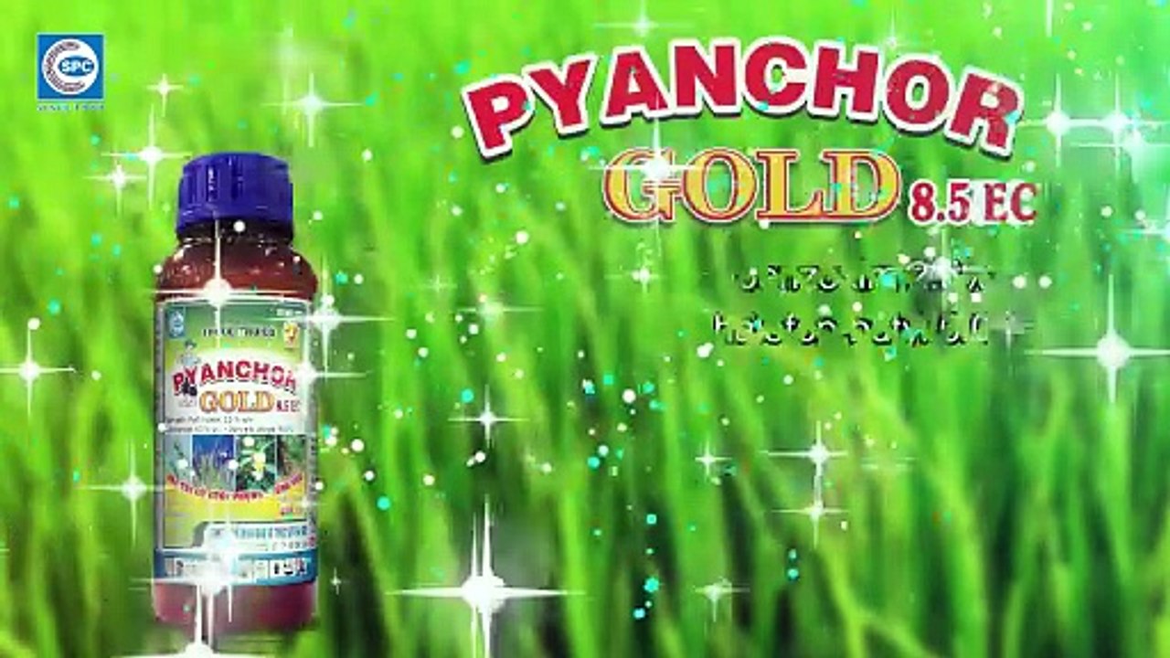 Đại lý Dũng Loan, Long An chia sẽ cách dùng Pyanchor Gold phòng trừ cỏ lúa đầu vụ hiệu quả