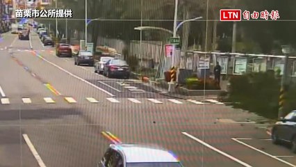 苗栗南洋杉倒塌險壓人！高4層樓樹倒風中驚險一刻🌳