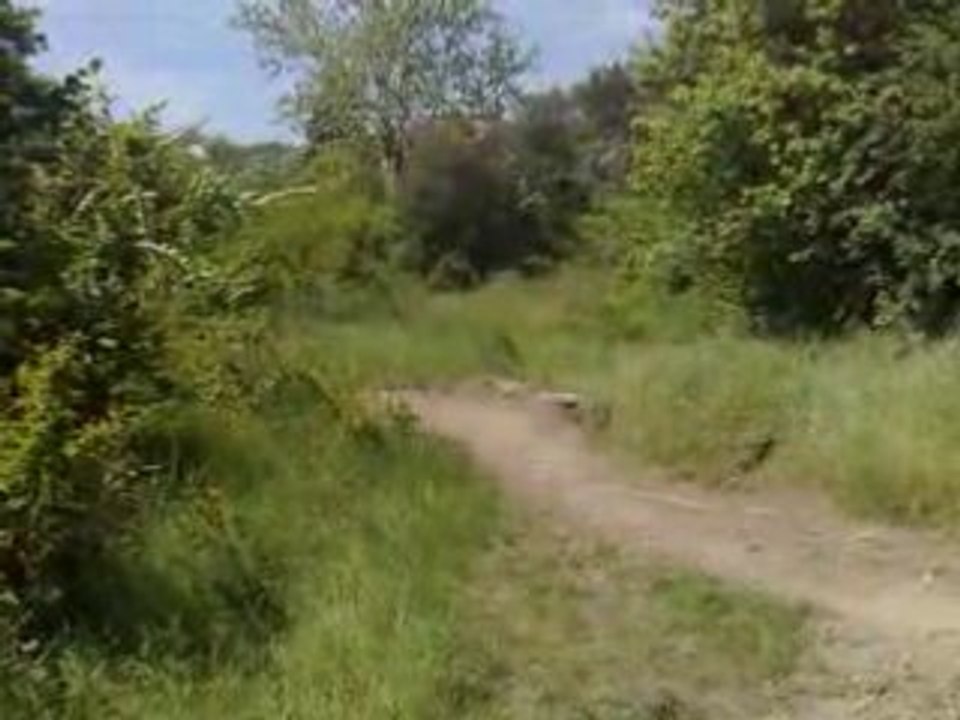 Saut