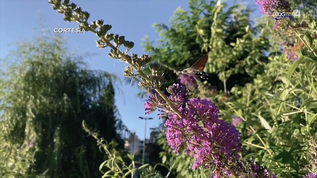 Académicos del CUCBA detectan bacterias de humanos en colibríes