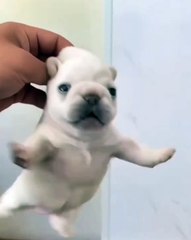 🐾 Welcome to the world of *#DogsOfInstagram*! 🐶✨ In this heartwarming vid