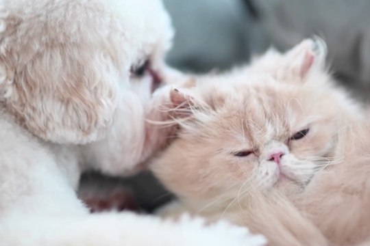 Pet Beauty: anche gli animali domestici si trattano bene