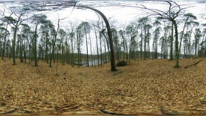Nature's Symphony; The Birdsong Ambience 4k 360 VR video