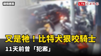 台北市比特犬再度攻擊騎士，曾在11天前傷人 🐶