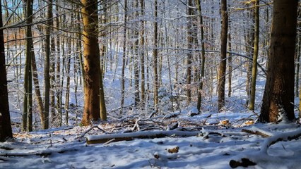 The Hidden Magic Behind This Frozen Forest Will Amaze You