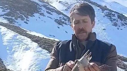 Batmanlı vatandaş, bulduğu keklikleri sevdikten sonra doğaya bıraktı