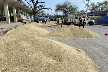 15 हजार बोरी जौ की आवक, सरसों भी आ रही है बम्पर