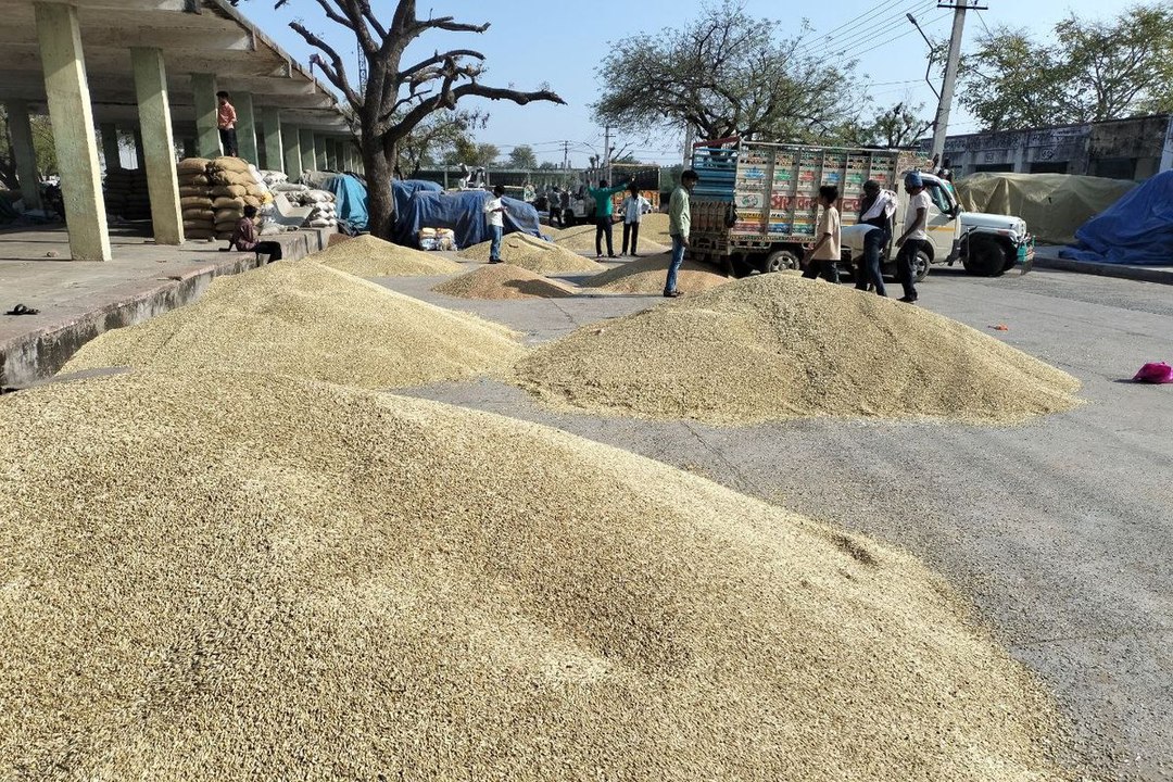 15 हजार बोरी जौ की आवक, सरसों भी आ रही है बम्पर