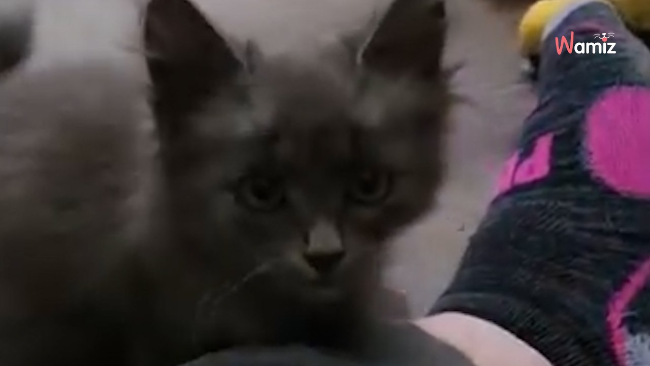 Kätzchen aus Garten gerettet: Das Dankeschön-Schnurren ist einfach zum Dahinschmelzen