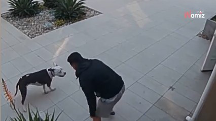 Pitbull attackiert Katze: Plötzlich naht ein mutiger Retter