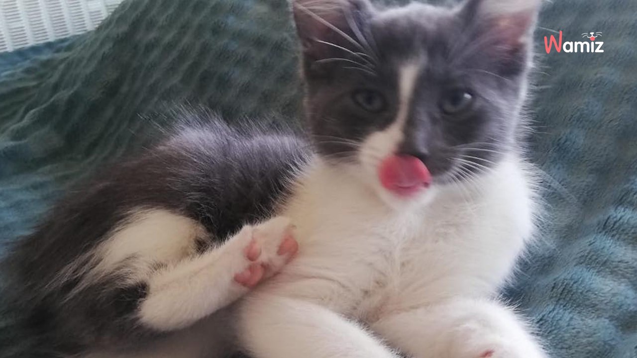 Elle confie ses trois chats en garde : 15min après leur arrivée, la pet sitter abandonne deux chats dans la rue