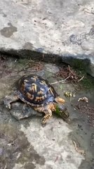 Father and Son Rescue Drowning Box Turtle