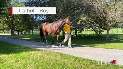 TDN Stallions: Catholic Boy