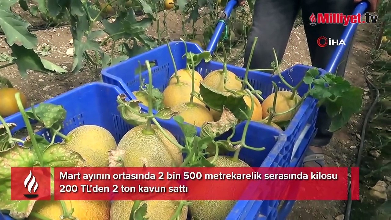 Tanesini 300 TL'ye satıyor: 'Yapamazsın' dediler, yaptım