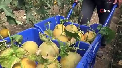 "Bu mevsimde olmaz" dediler, şimdi tanesini 200 TL'den satıyor!