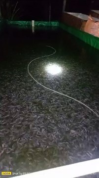 Bibit lele berkualitas setelah hujan malah makin sehat karena air kolamnya ganti secara otomatis