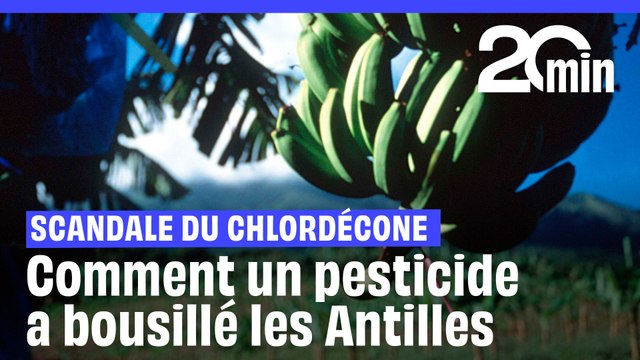 Comment le chlordécone a « bousillé » pour des siècles les populations et les terres antillaises