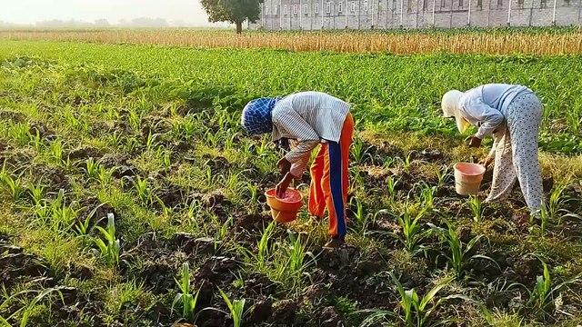 Plowing to Planting: Growing Corn - Step by Step Part 7 | Fertilizing 24-Day-Old Corn with Urea and Phonska Fertilizers