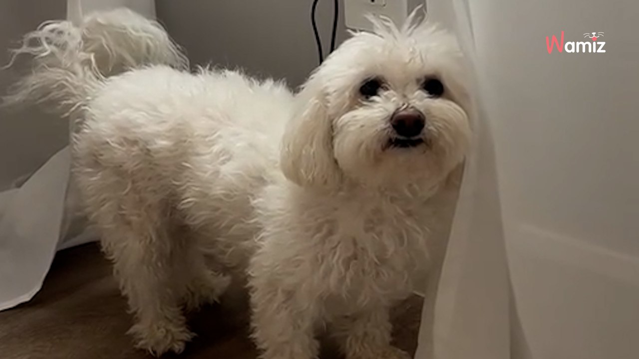 Frauchen bringt Hund zum neuen Hundefriseur: Auf das Ergebnis war niemand vorbereitet