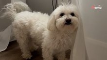 Frauchen bringt Hund zum neuen Hundefriseur: Auf das Ergebnis war niemand vorbereitet