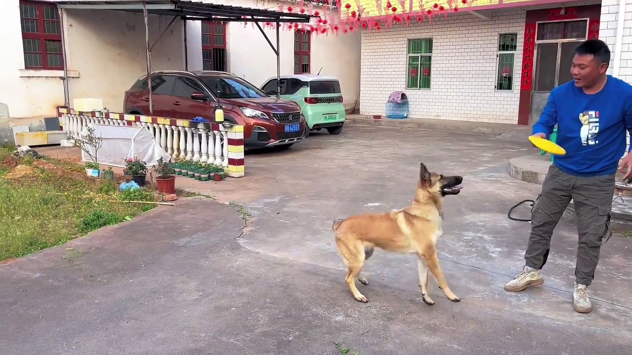 A list of the stupid puppy's unlucky moments. The owner teased the dog with his shadow, and the dog took all of them.