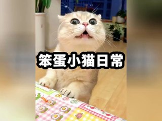 The funny daily life of a silly kitten. It’s cute, but it’s all because of its IQ #cat #cat’s confusing behavior #laugh every time you watch it