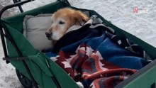 Starszy golden retriever nie może już chodzić. Opiekunka znajduje niezwykły sposób, by mu pomóc