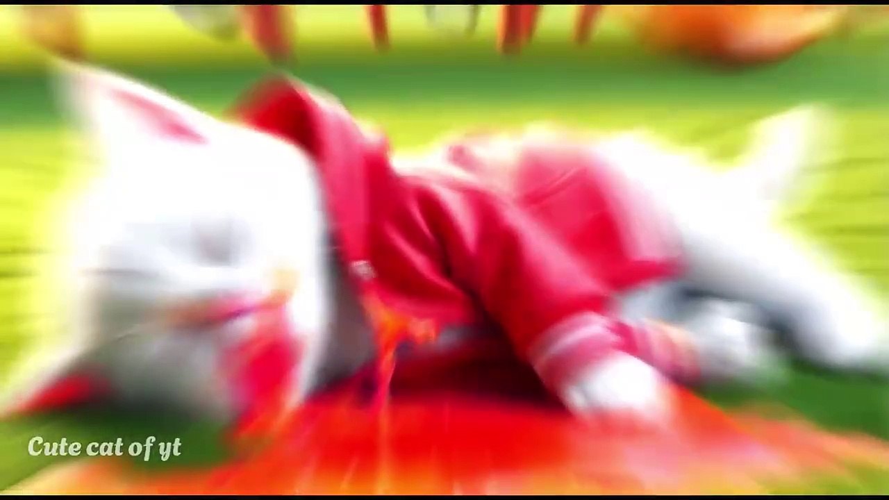 Cute Cat
