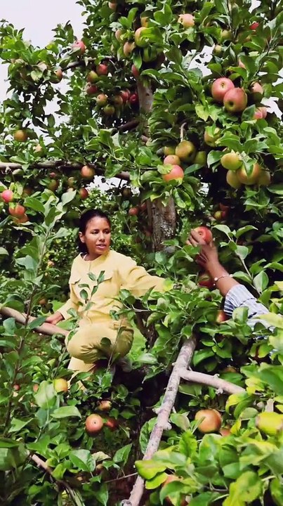FRESH Apples Harvested By Female Workers #apple #harwesting #pickingfruit #female #naturelovers