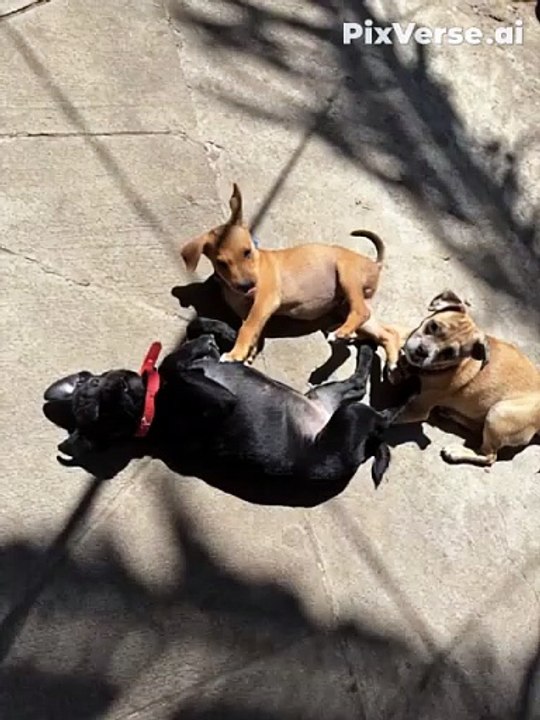 Perros bailando