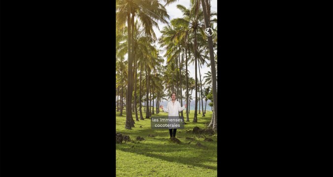 Et si les cocotiers n’étaient pas si inoffensifs ?