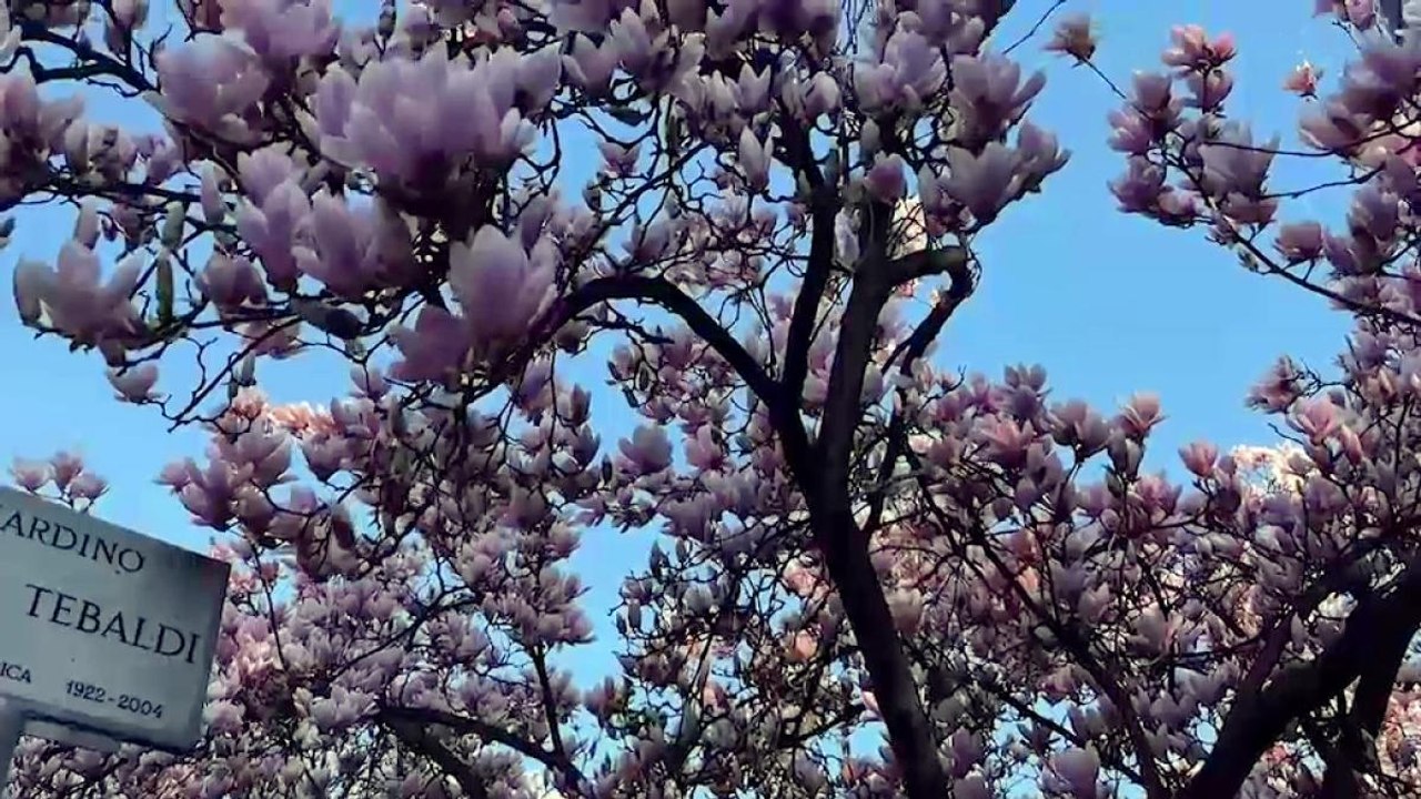 Centinaia di turisti e milanesi affascinati dalle magnolie del giardino Renata Tebaldi