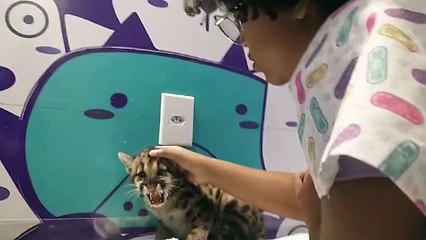 b'ONC?AS ACHADAS 250624'