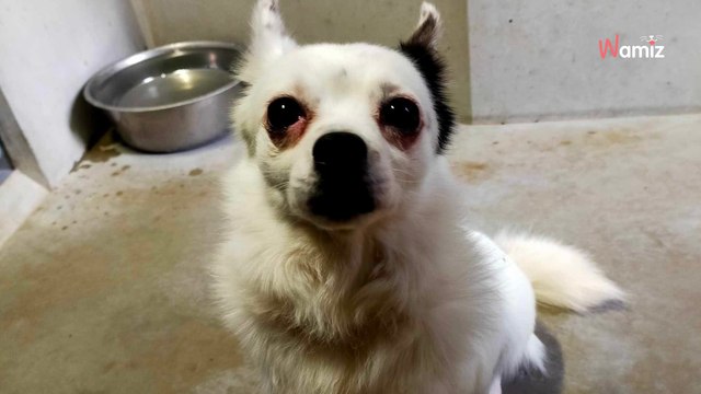 La SPA de Lyon est appelée par la police pour intervenir sur le cas de deux chiens enfermés dans une salle de bain