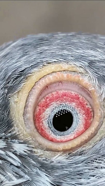 Subscribe Our YouTube Channel ( Pakistan Pigeon Association Official ) For Complete Videos