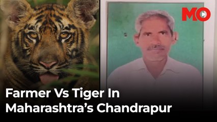 Maharashtra farmer fights off tiger, escapes with his life