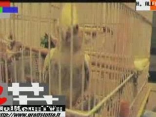 HULKEN - ''QUESTO E' UN BEL PAPPAGALLO MUSIC VIDEO''