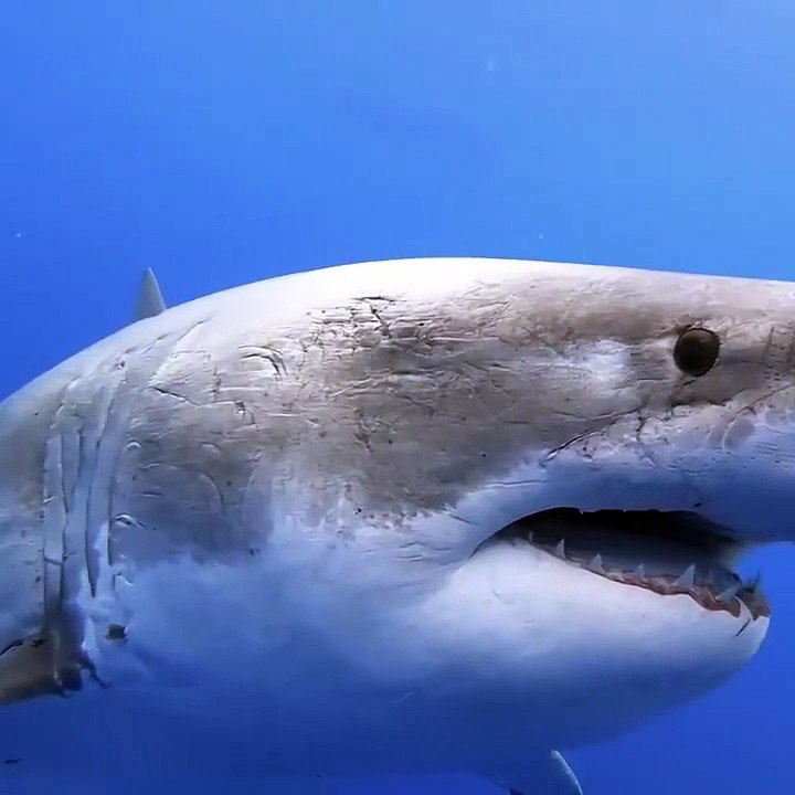 Cette plongeuse nage avec le plus grand requin blanc du monde
