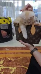 Surprise Inside! 🐱 Cat Stuck in a Bag – Must Watch!