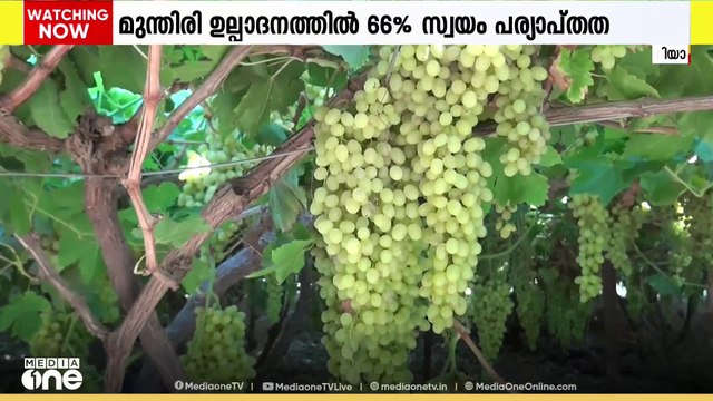 മുന്തിരി ഉല്പാദനത്തിൽ 66 ശതമാനത്തിൻ്റെ സ്വയം പര്യാപ്തത നേടി സൗദി അറേബ്യ | Saudi