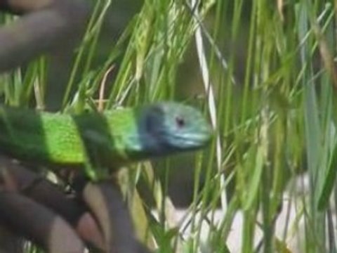 Lacerta viridis