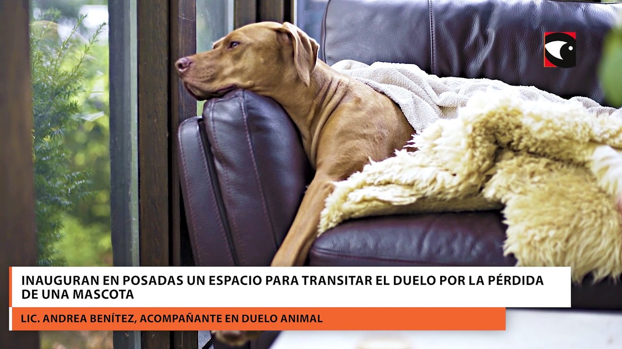 Inauguran En Posadas Un Espacio Para Transitar El Duelo Por La Pérdida De Una Mascota