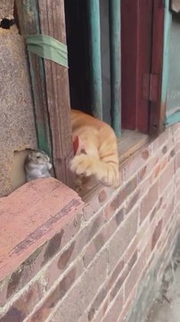 La desternillante pelea entre un gato y un ratón que arrasa en redes sociales