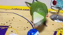 Parrot is playing very well with balls.