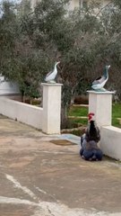 Chicken Rests Comfortably on Dog