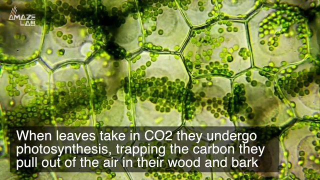 This New Study Proves That Trees Actually Have a Major Climate Change Preventing Ability