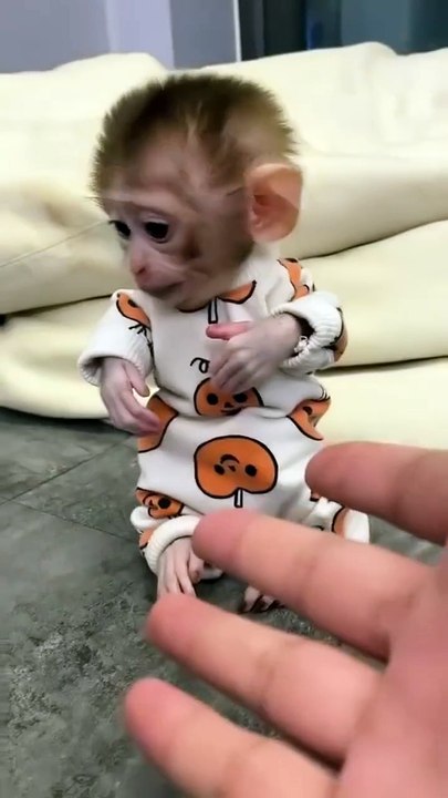 Monkey