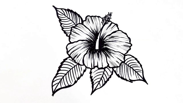 How to draw a flower easy step by step __ Hibiscus flower drawing