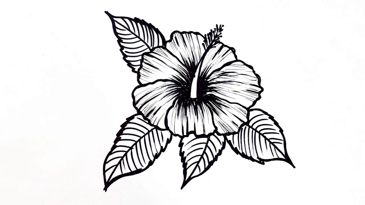 How to draw a flower easy step by step __ Hibiscus flower drawing